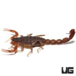 Marbled Scorpions (Lychas tricarinatus) for Sale - Underground Reptiles