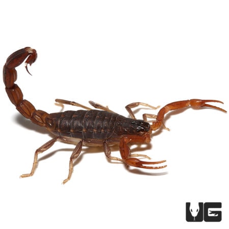 Marbled Scorpions (Lychas tricarinatus) for Sale - Underground Reptiles