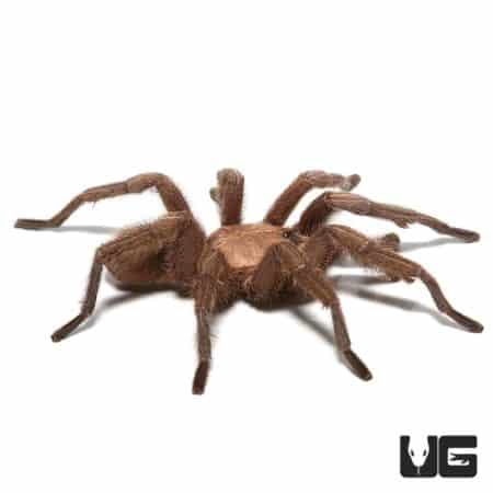 Egyptian Olive Tarantula (Chaetopelma olivaceum) For Sale - Underground Reptiles