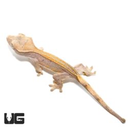 Neon Fall Pinstripe Crested Geckos For Sale - Underground Reptiles
