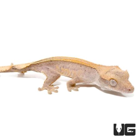 Neon Fall Pinstripe Crested Geckos For Sale - Underground Reptiles