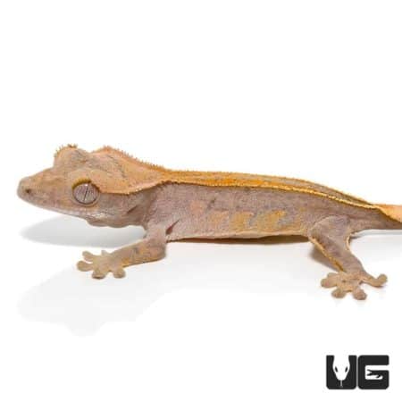 Neon Fall Pinstripe Crested Geckos For Sale - Underground Reptiles