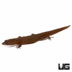 Ocellated Geckos For Sale - Underground Reptiles