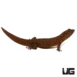 Ocellated Geckos For Sale - Underground Reptiles