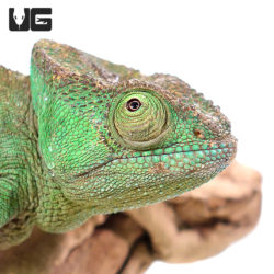 Parson’s Chameleons For Sale - Underground Reptiles