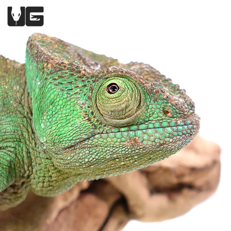 Parson’s Chameleons (Calumma parsonii) For Sale Underground Reptiles