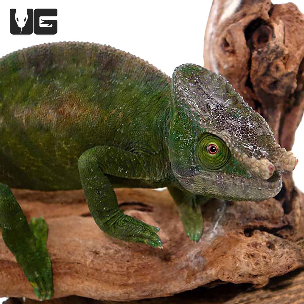 Parson’s Chameleons (Calumma parsonii) For Sale Underground Reptiles