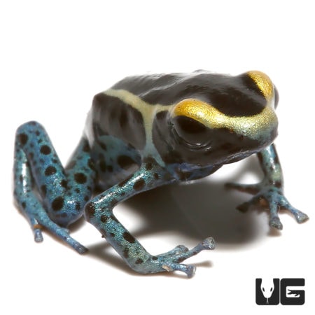 Powder Grey Tinctorius Dart Frogs For Sale - Underground Reptiles