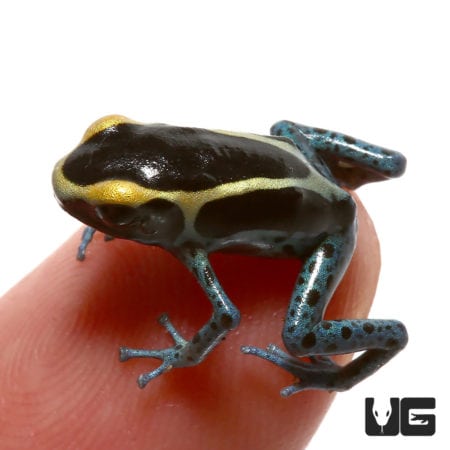 Powder Grey Tinctorius Dart Frogs For Sale - Underground Reptiles