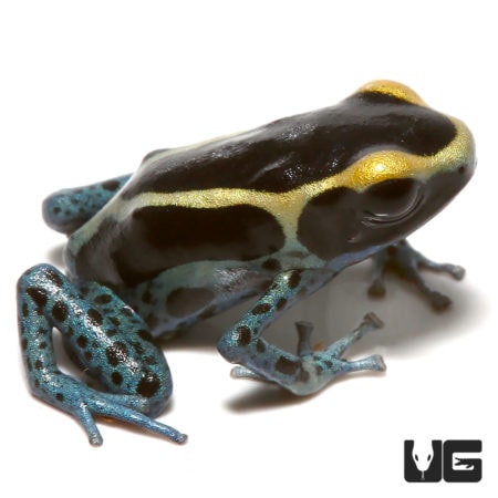 Powder Grey Tinctorius Dart Frogs For Sale - Underground Reptiles