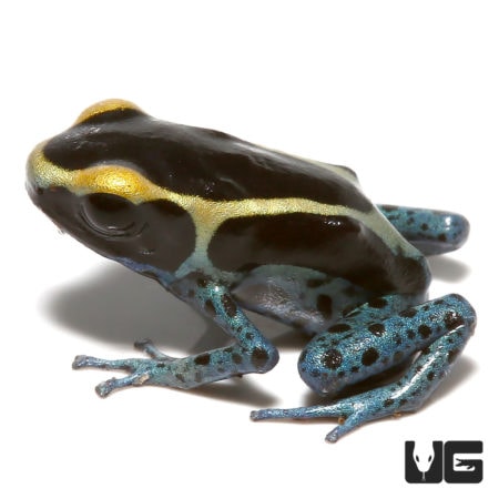 Powder Grey Tinctorius Dart Frogs For Sale - Underground Reptiles