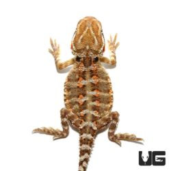 Rankin Dragons For Sale - Underground Reptiles