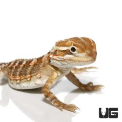 Rankin Dragons For Sale - Underground Reptiles