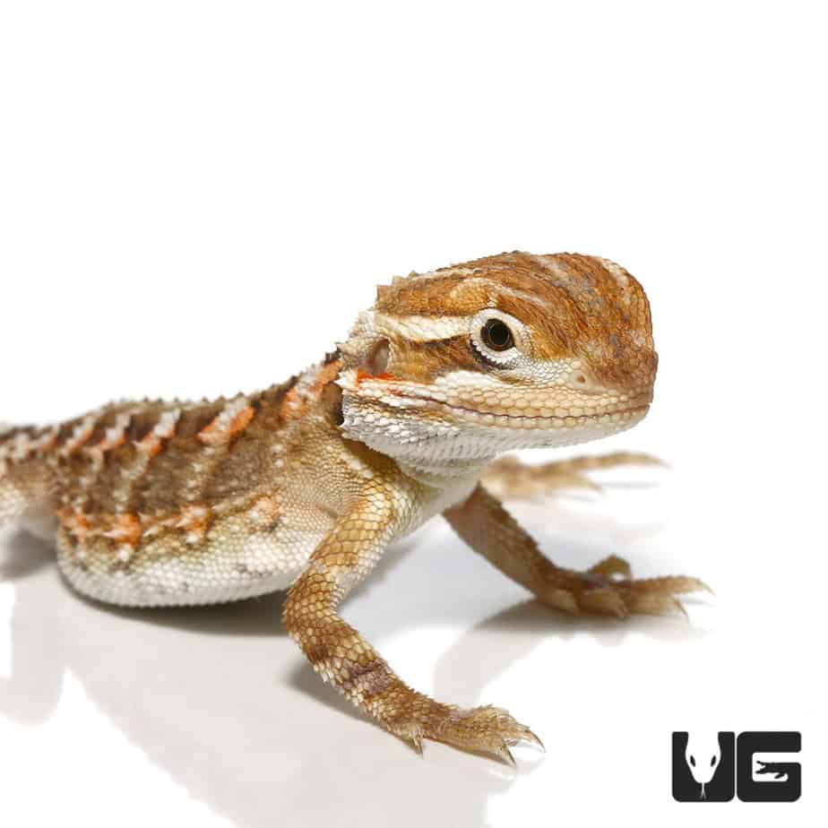 Rankins Dragon For Sale Underground Reptiles