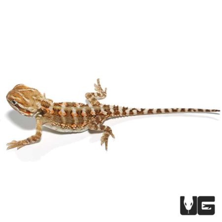 Reptile for sale: Rankin's Dragon, a vibrant and unique lizard species, perfect for reptile enthusia.