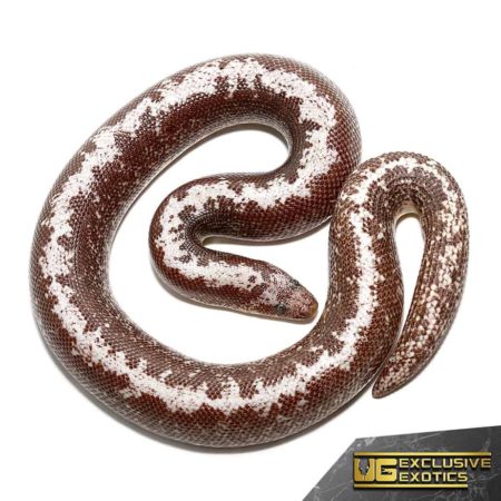 Anery Stripe Kenyan Sand Boa For Sale - Underground Reptiles