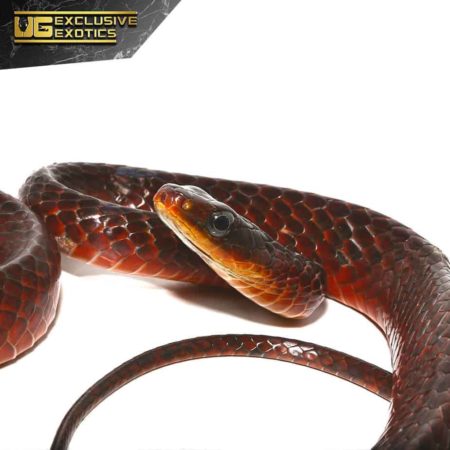 Smooth Machete Fire Snakes For Sale - Underground Reptiles