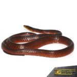 Smooth Machete Fire Snakes For Sale - Underground Reptiles