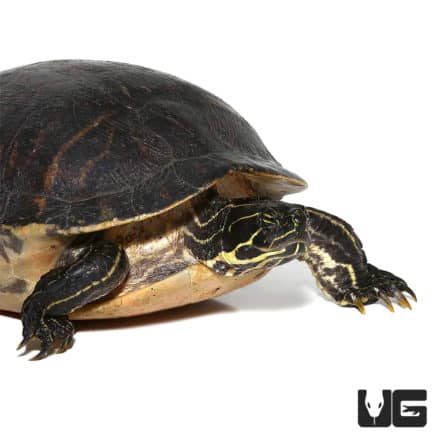 Peninsula Cooter Turtles For Sale - Underground Reptiles