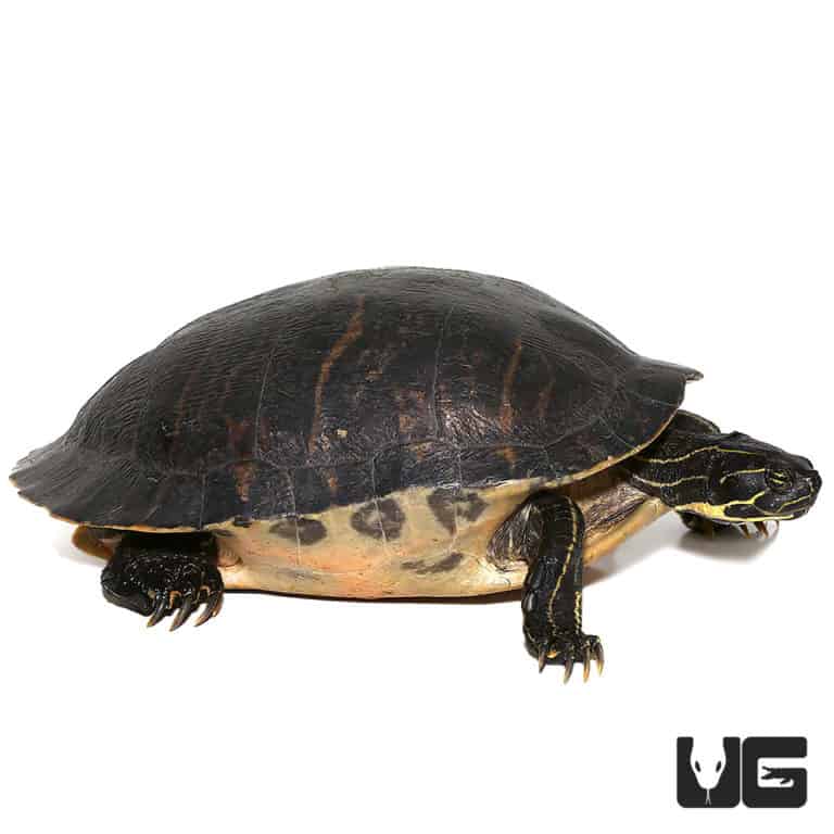 Turtles For Sale - Underground Reptiles