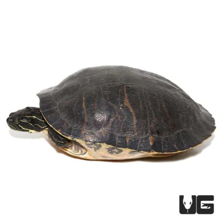 Peninsula Cooter Turtles For Sale - Underground Reptiles