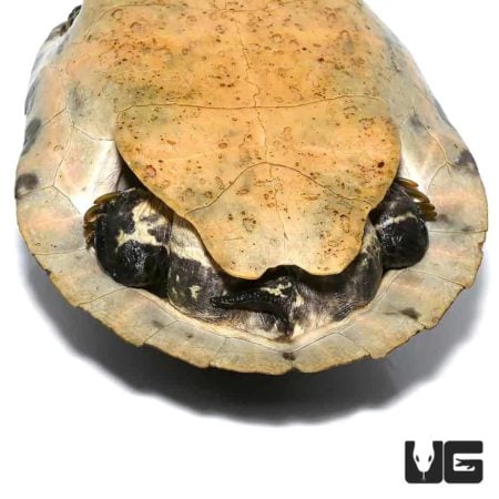 Peninsula Cooter Turtles For Sale - Underground Reptiles