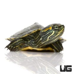 Baby Cumberland Slider Turtle For Sale - Underground Reptiles