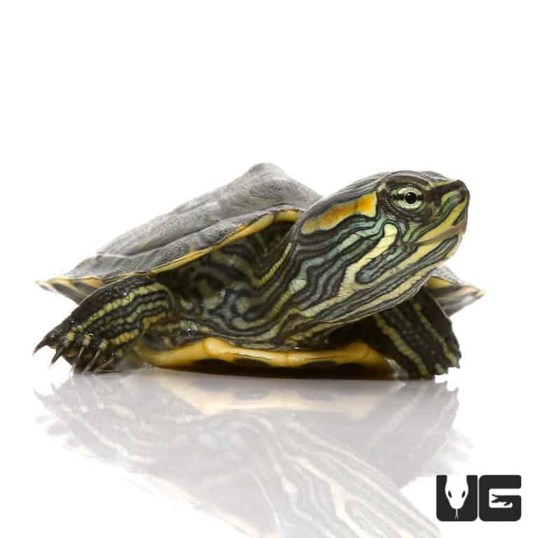 Turtles For Sale - Underground Reptiles