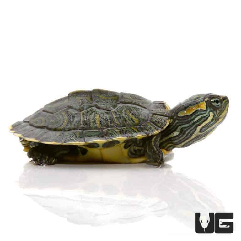 Baby Cumberland Slider Turtles (Trachemys scripta troostii) For Sale ...