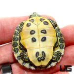 Baby Cumberland Slider Turtle For Sale - Underground Reptiles