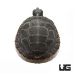 Baby Eastern Painted Turtle For Sale - Underground Reptiles