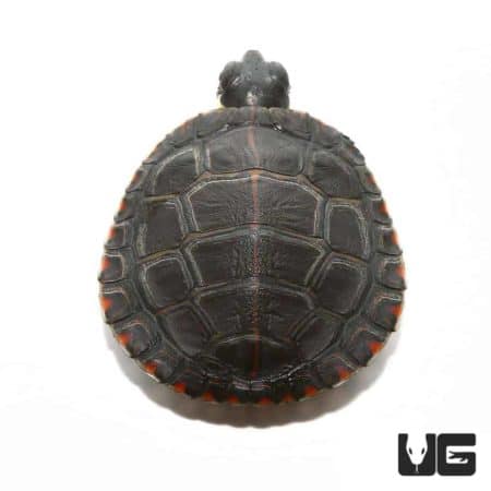 Baby Eastern Painted Turtles For Sale - Underground Reptiles