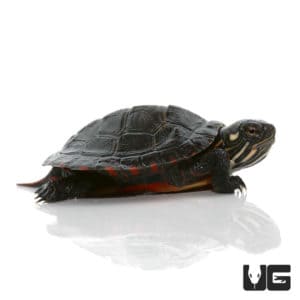 Turtles For Sale - Underground Reptiles