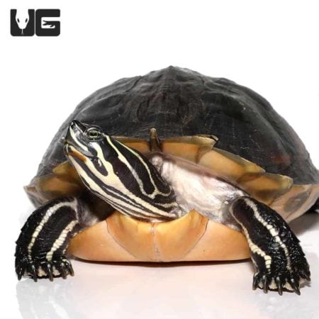 Peninsula Cooter Turtles For Sale - Underground Reptiles