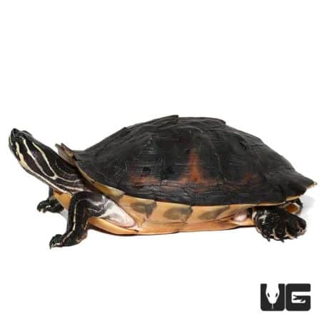Peninsula Cooter Turtles For Sale - Underground Reptiles