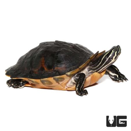 Peninsula Cooter Turtles For Sale - Underground Reptiles