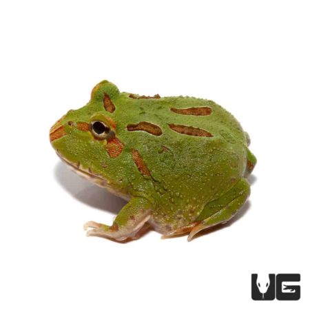 4 Spot Patternless Pacman Frogs For Sale - Underground Reptiles