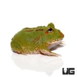 4 Spot Patternless Pacman Frogs For Sale - Underground Reptiles