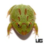 4 Spot Patternless Pacman Frogs For Sale - Underground Reptiles