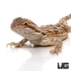 6-8 Inch Blue Bar Bearded Dragon For Sale - Underground Reptiles