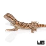 6-8 Inch Blue Bar Bearded Dragon For Sale - Underground Reptiles