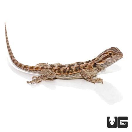 6-8 Inch Blue Bar Bearded Dragon For Sale - Underground Reptiles