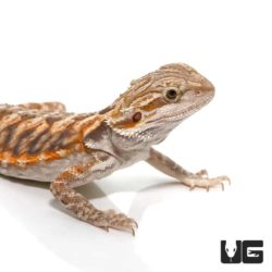6-8 Inch Blue Bar Leatherback Bearded Dragon For Sale - Underground Reptiles