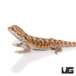 6-8 Inch Blue Bar Leatherback Bearded Dragon For Sale - Underground Reptiles