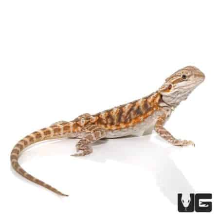 6-8 Inch Blue Bar Leatherback Bearded Dragon For Sale - Underground Reptiles