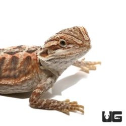 6 - 8 Inch Citrus Leatherback Bearded Dragons For Sale - Underground Reptiles