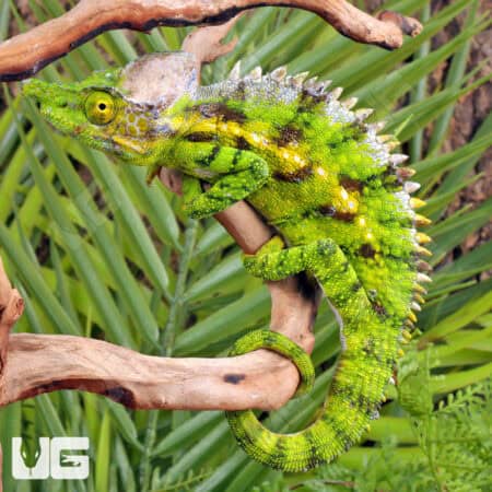 Antimena Chameleons For Sale - Underground Reptiles