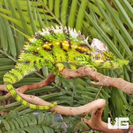 Antimena Chameleons For Sale - Underground Reptiles