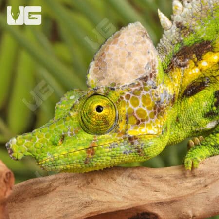 Antimena Chameleons For Sale - Underground Reptiles