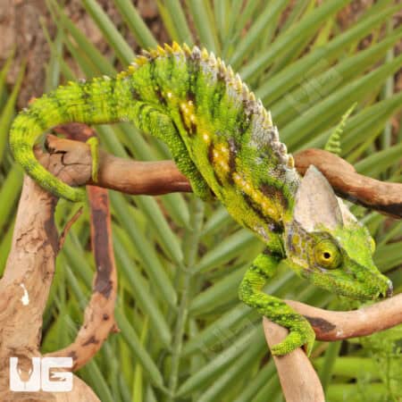 Antimena Chameleons For Sale - Underground Reptiles